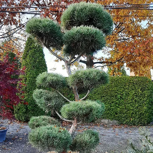 Pinus Sylvestris Bonna - View 13 from www redcrocus com