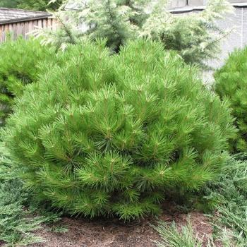 Pinus Sylvestris Bonna - View 15 from www redcrocus com