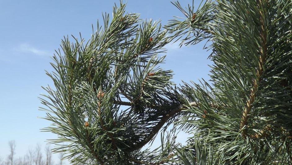 Pinus Sylvestris Bonna - View 5 from www redcrocus com