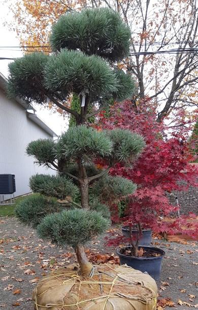 Pinus Sylvestris Bonna - View 9 from www redcrocus com