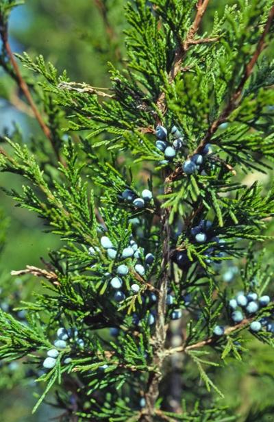 Juniperus Virginiana 'falling Waters' - View 11 from www redcrocus com