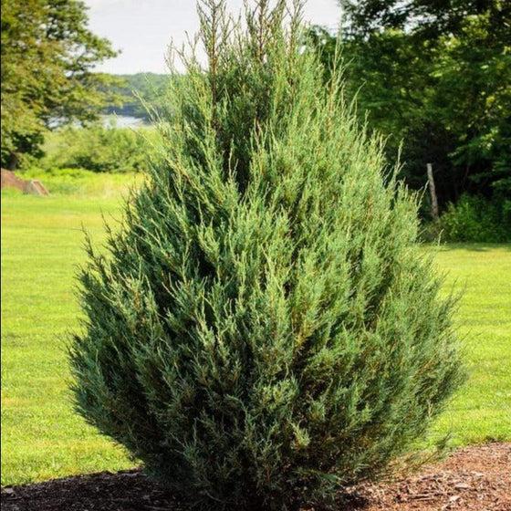 Juniperus Virginiana 'falling Waters' - View 16 from www redcrocus com