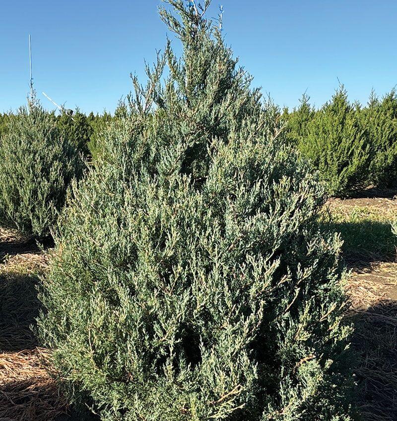 Juniperus Virginiana 'falling Waters' - View 5 from www redcrocus com