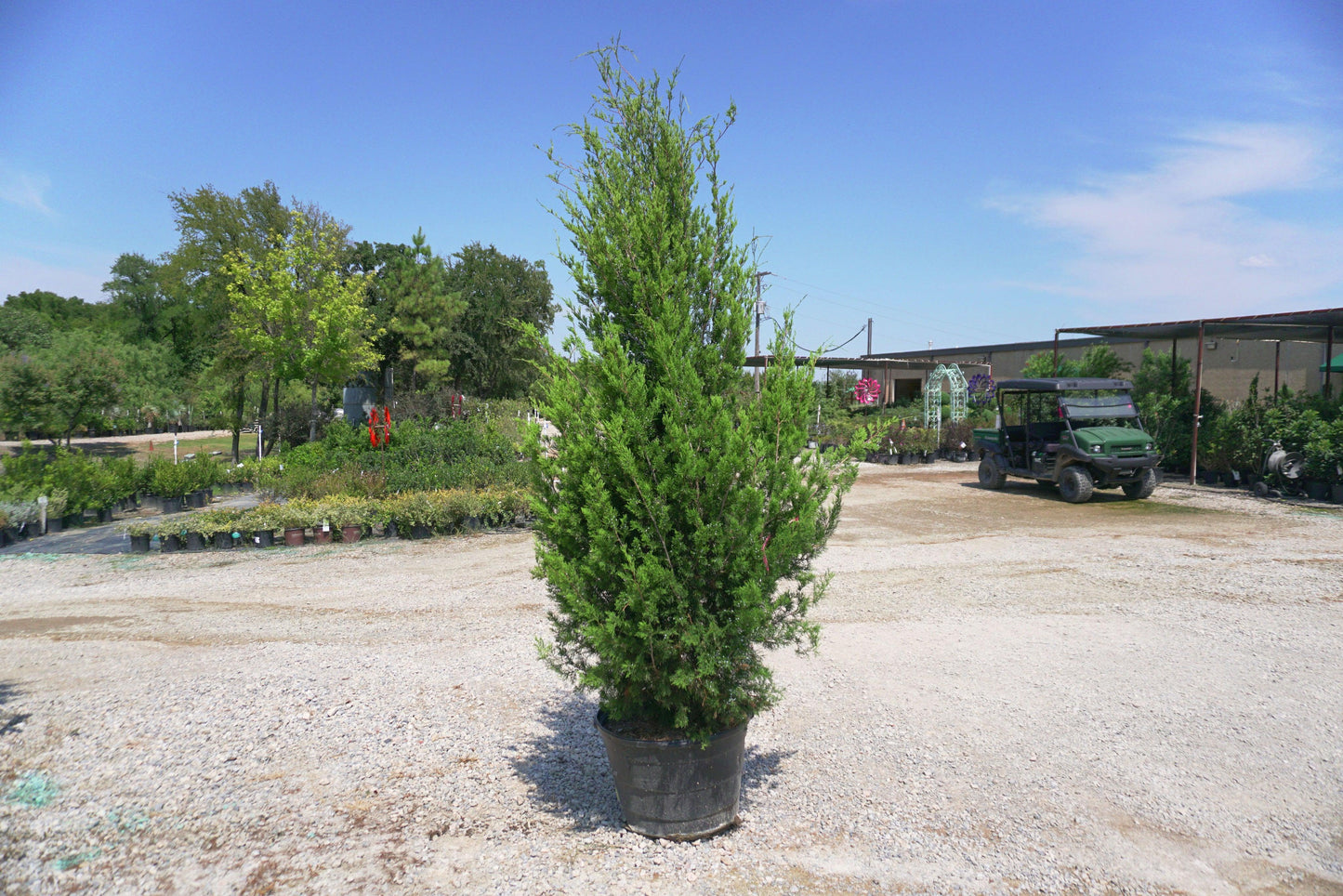 Juniperus Virginiana 'falling Waters' - View 6 from www redcrocus com