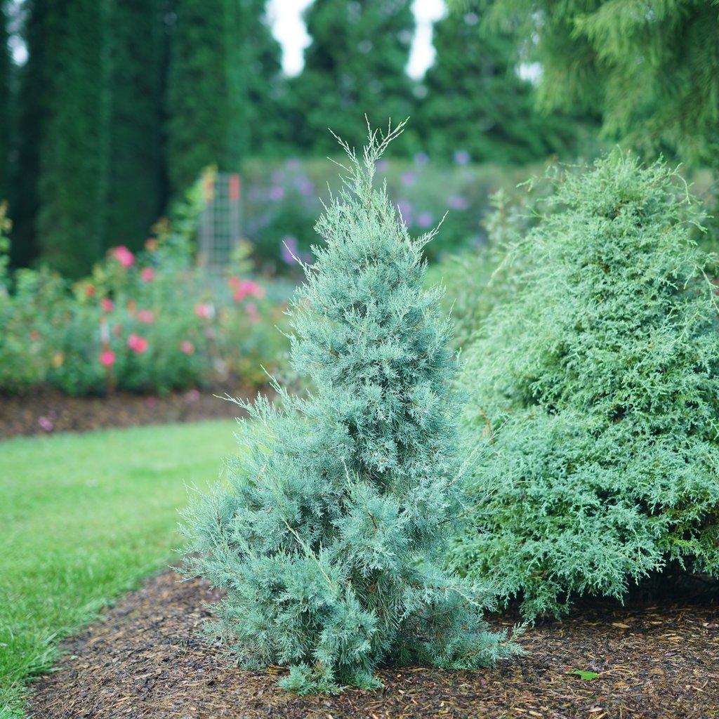 Juniperus Virginiana 'falling Waters' - View 8 from www redcrocus com