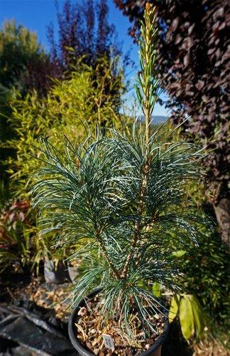 Pinus Parviflora Blue Angel - View 18 from www redcrocus com
