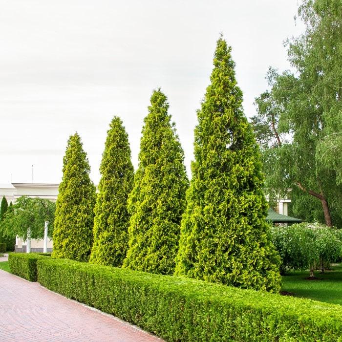 Thuja Plicata 'green Giant' - View 10 from www redcrocus com