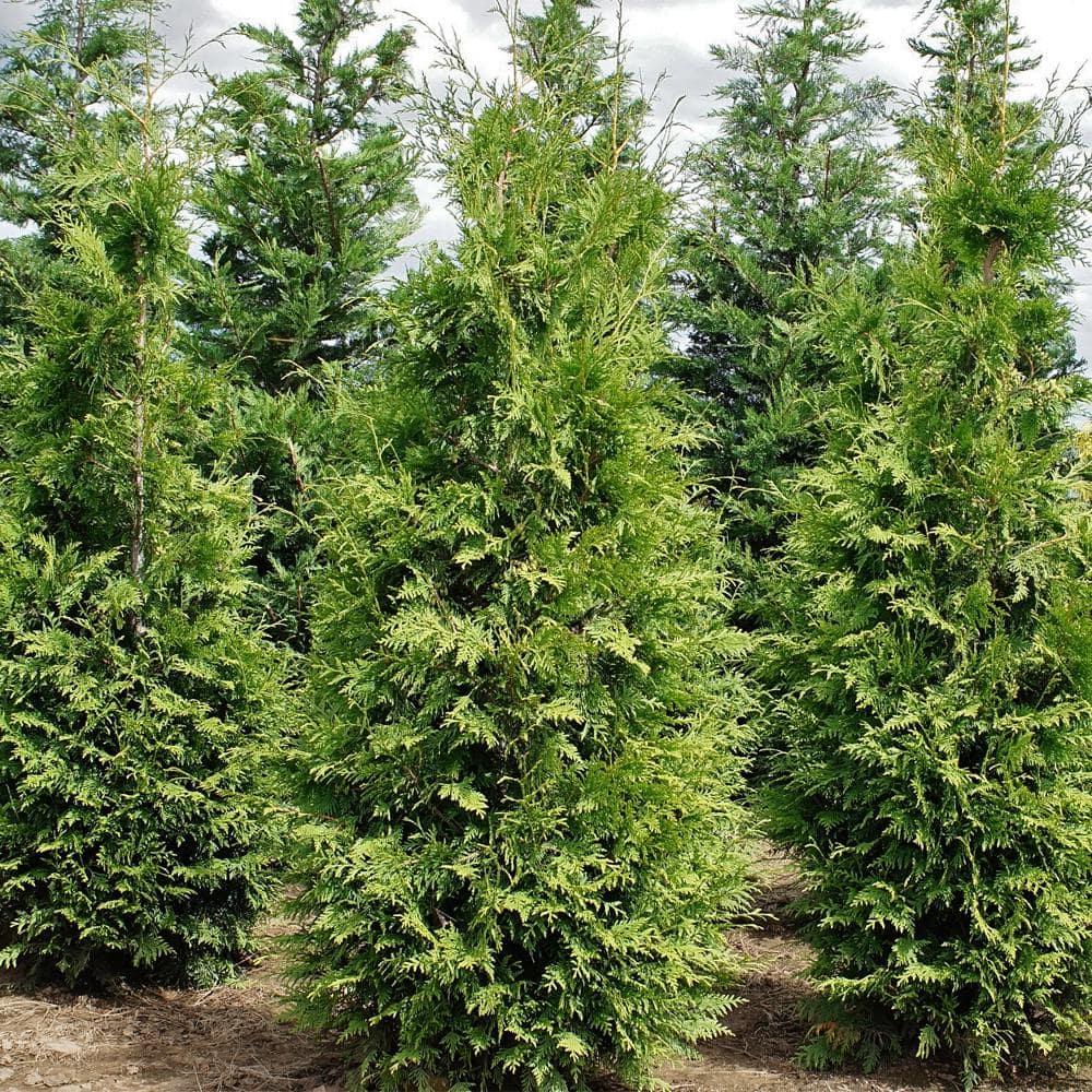 Thuja Plicata 'green Giant' - View 11 from www redcrocus com