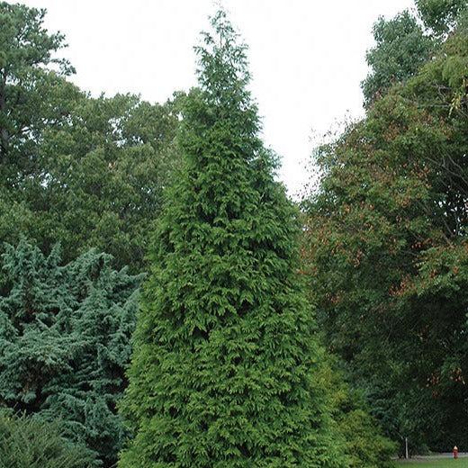 Thuja Plicata 'green Giant' - View 12 from www redcrocus com