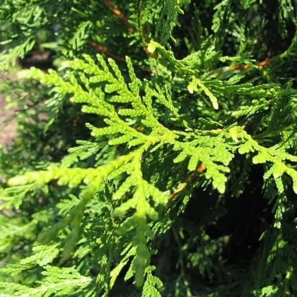 Thuja Plicata 'green Giant' - View 14 from www redcrocus com