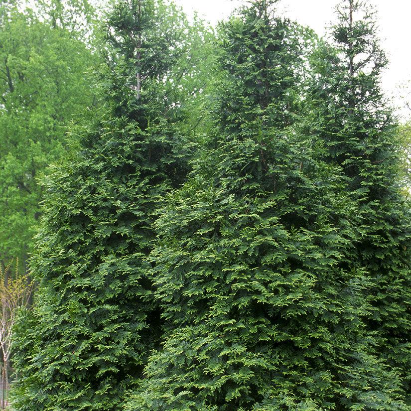 Thuja Plicata 'green Giant' - View 15 from www redcrocus com