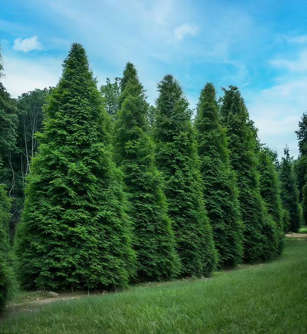 Thuja Plicata 'green Giant' - View 2 from www redcrocus com