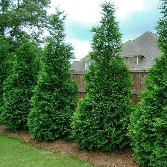 Thuja Plicata 'green Giant' - View 3 from www redcrocus com
