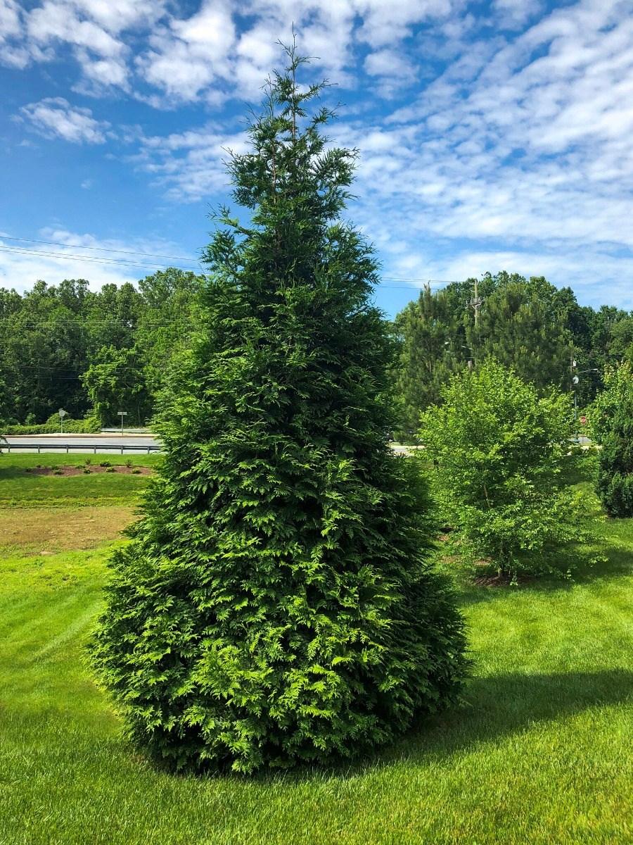 Thuja Plicata 'green Giant' - View 4 from www redcrocus com