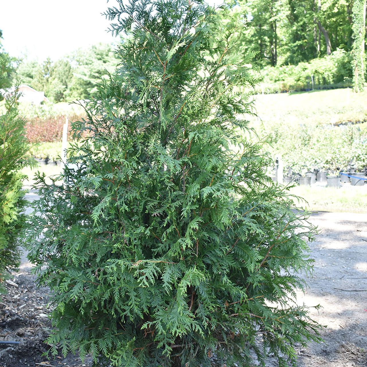 Thuja Plicata 'green Giant' - View 6 from www redcrocus com