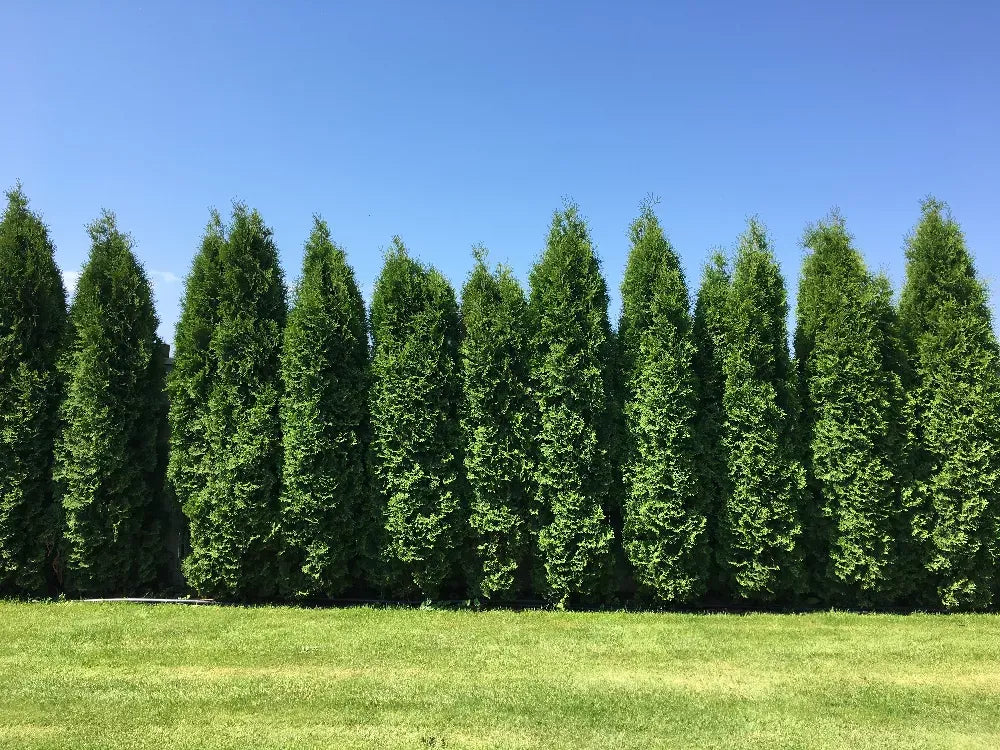 Thuja Plicata 'green Giant' - View 7 from www redcrocus com