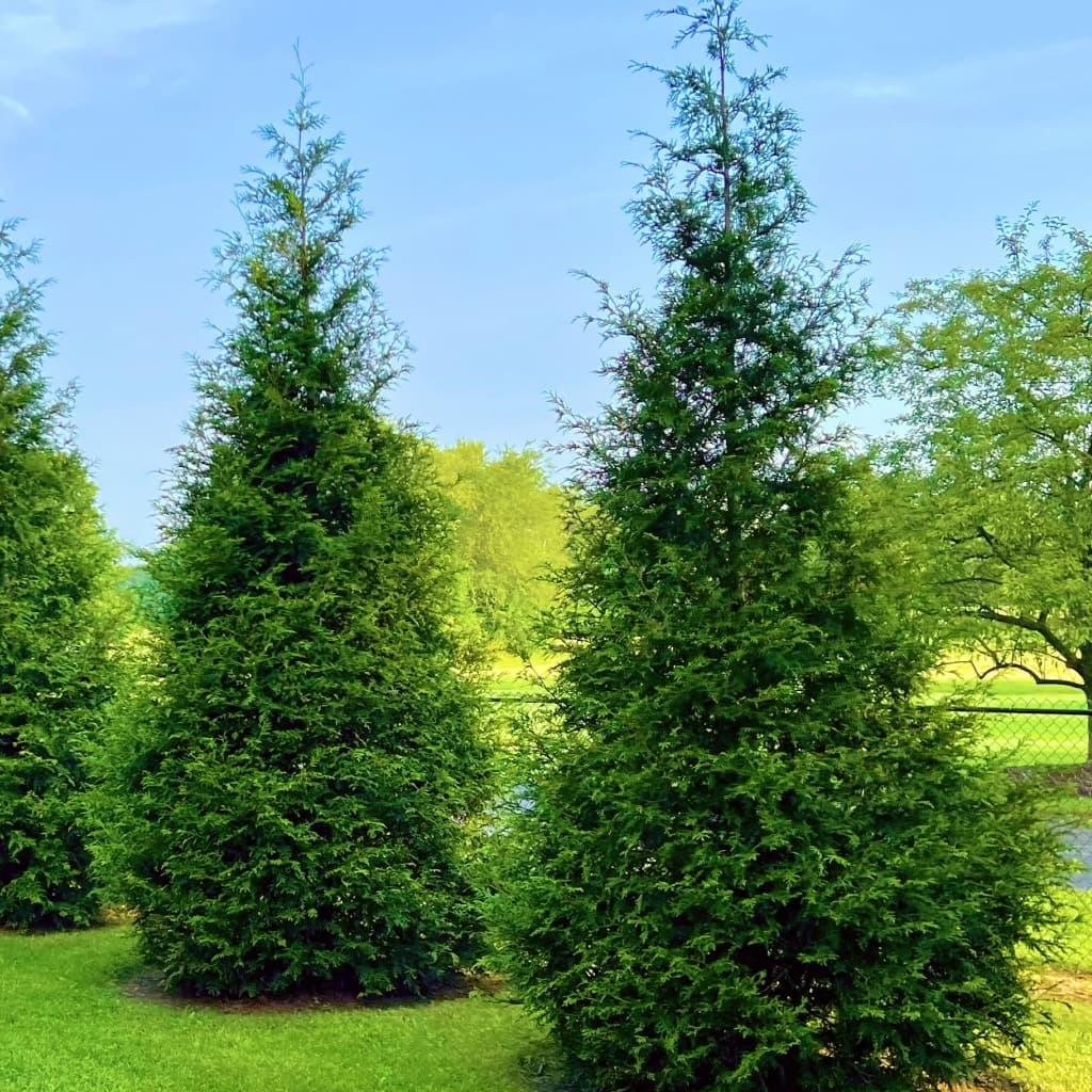 Thuja Plicata 'green Giant' - View 8 from www redcrocus com