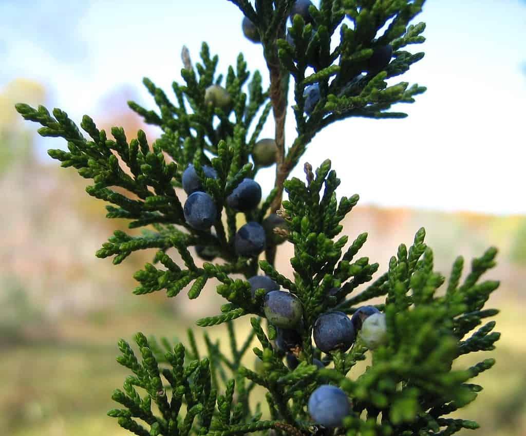 Juniperus Virginiana Taylor - View 17 from www redcrocus com