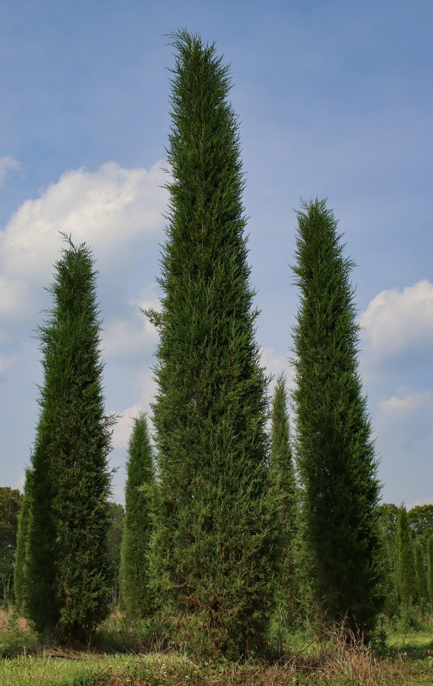 Juniperus Virginiana Taylor - View 18 from www redcrocus com