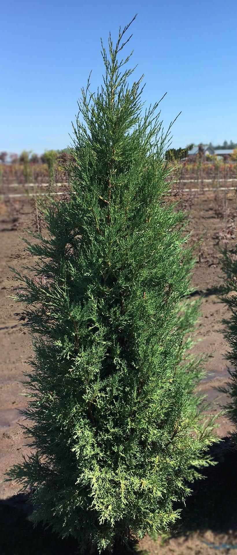 Juniperus Virginiana Taylor - View 2 from www redcrocus com