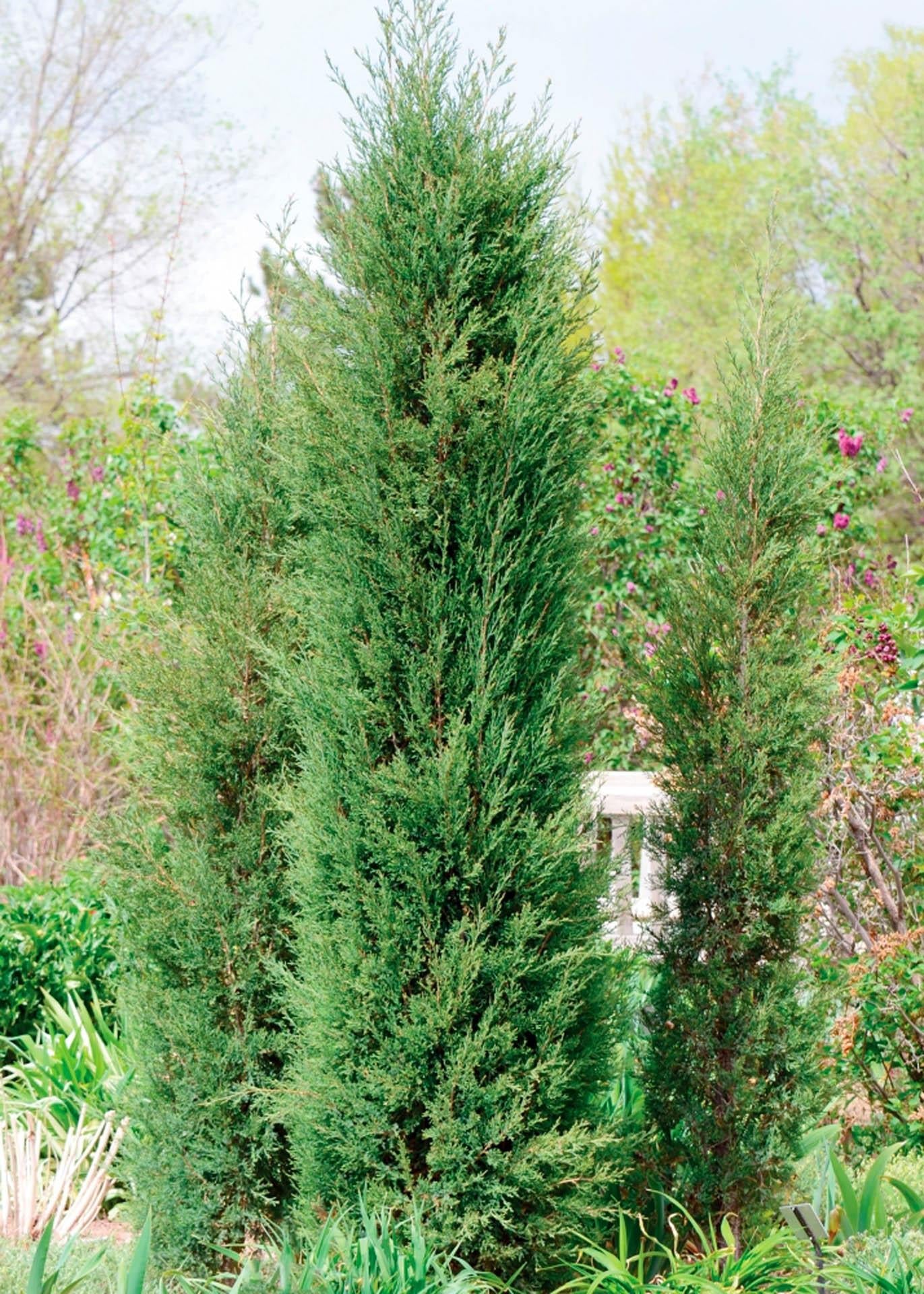 Juniperus Virginiana Taylor - View 3 from www redcrocus com