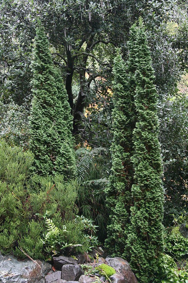 Thuja Occidentalis 'degroot's Spire' - View 10 from www redcrocus com