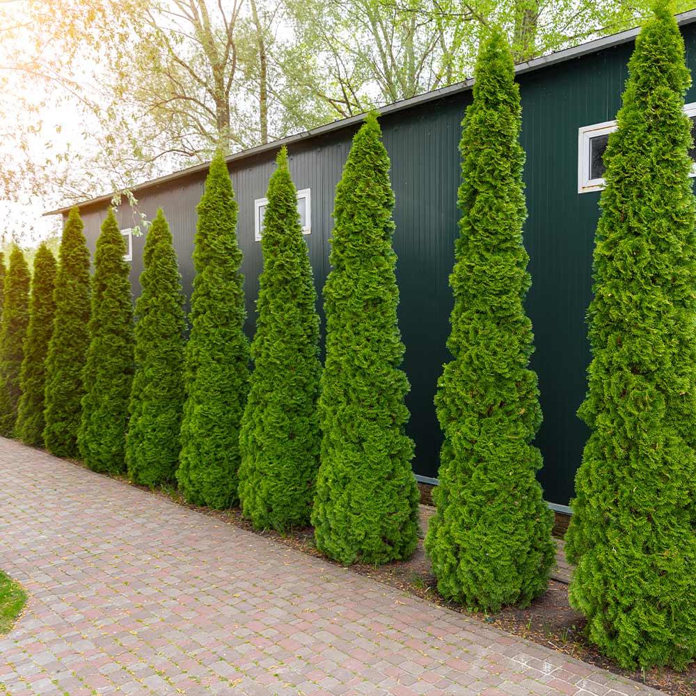 Thuja Occidentalis 'degroot's Spire' - View 11 from www redcrocus com