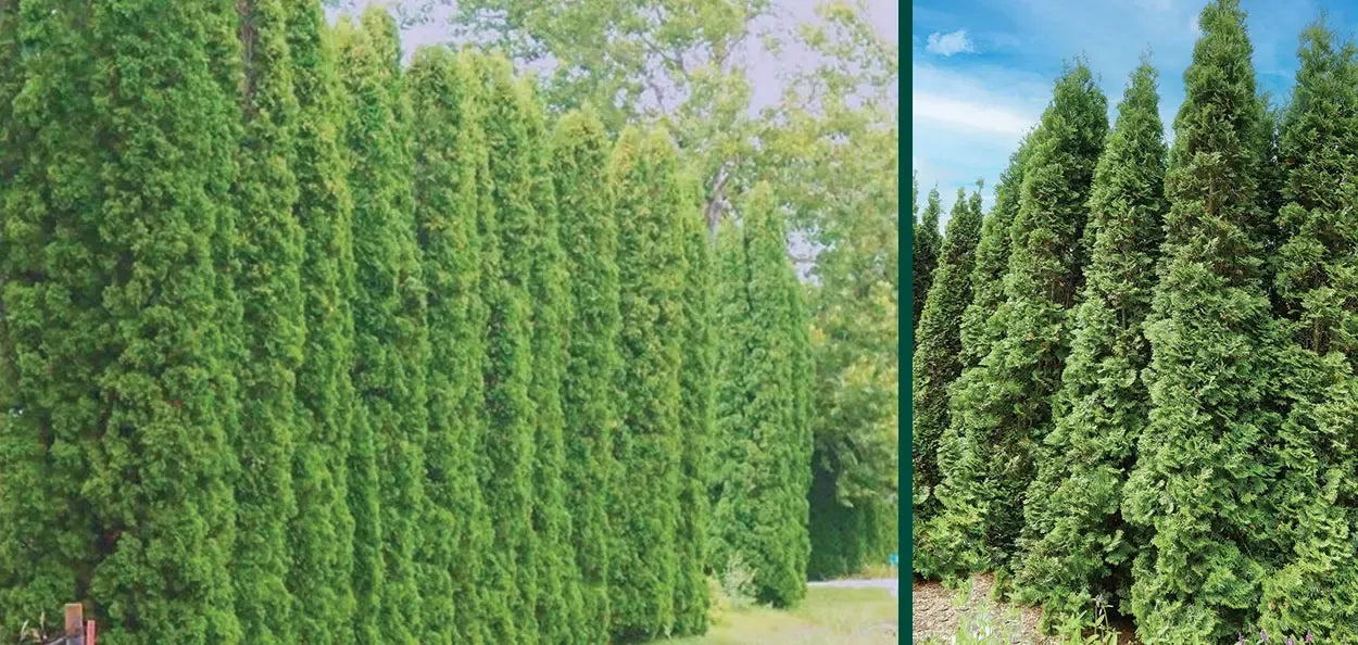 Thuja Occidentalis 'degroot's Spire' - View 12 from www redcrocus com