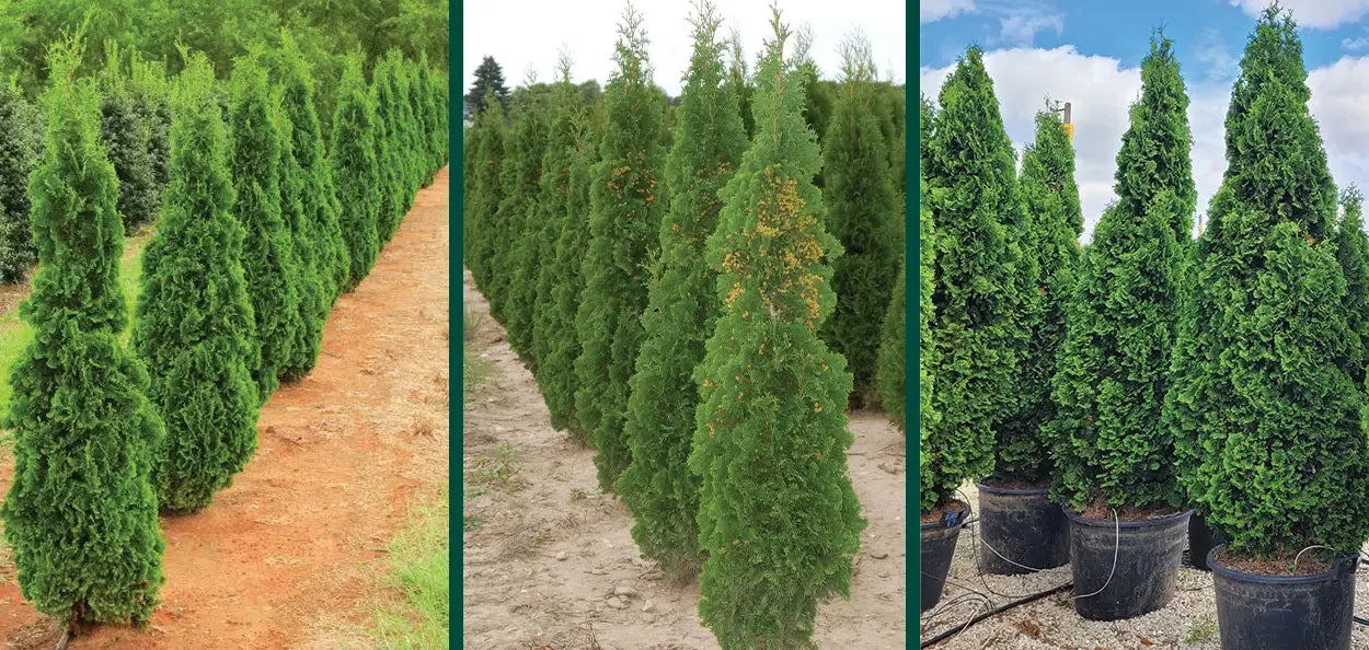 Thuja Occidentalis 'degroot's Spire' - View 13 from www redcrocus com