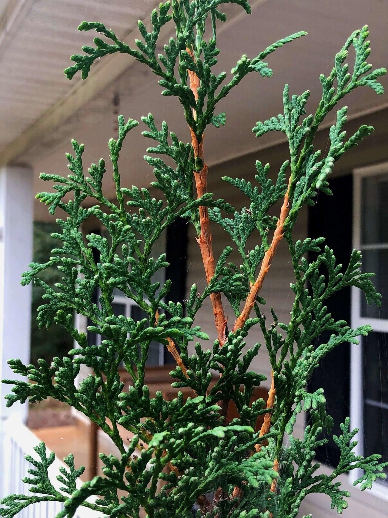 Thuja Occidentalis 'degroot's Spire' - View 19 from www redcrocus com