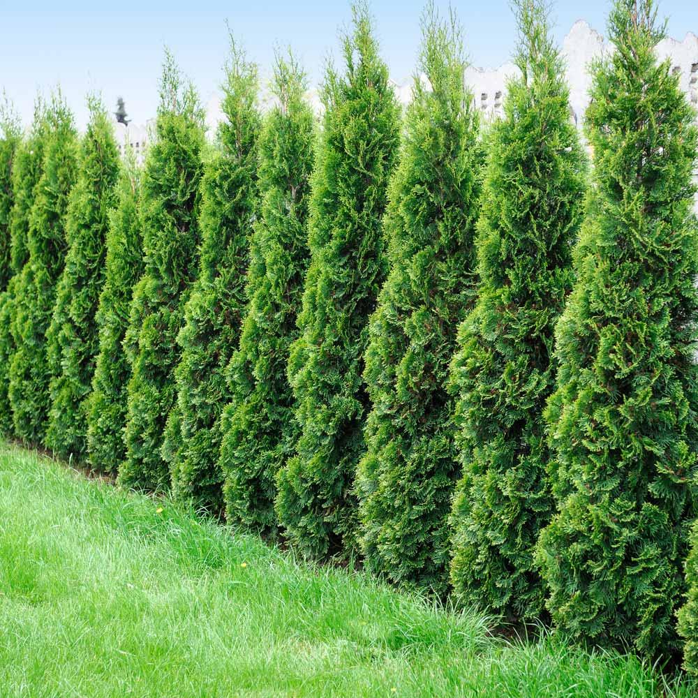 Thuja Occidentalis 'degroot's Spire' - View 1 from www redcrocus com