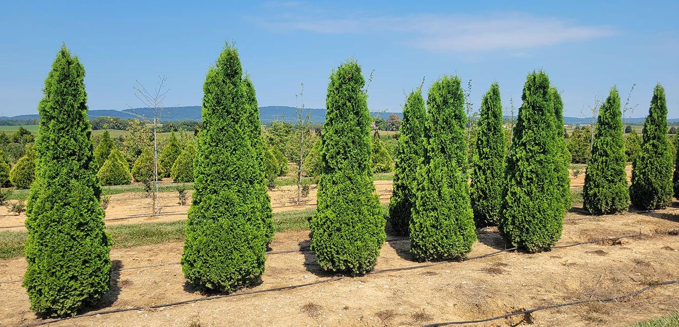 Thuja Occidentalis 'degroot's Spire' - View 21 from www redcrocus com