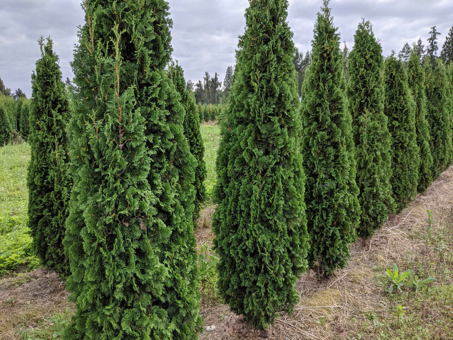 Thuja Occidentalis 'degroot's Spire' - View 26 from www redcrocus com