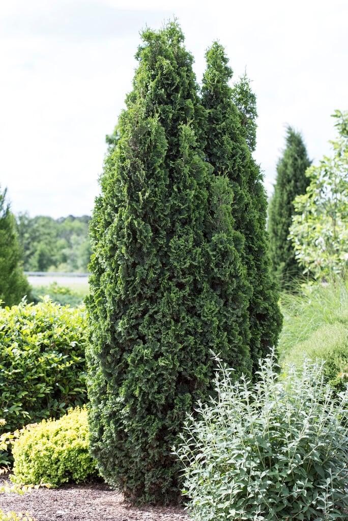 Thuja Occidentalis 'degroot's Spire' - View 28 from www redcrocus com
