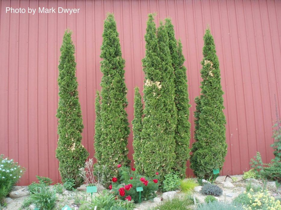 Thuja Occidentalis 'degroot's Spire' - View 30 from www redcrocus com