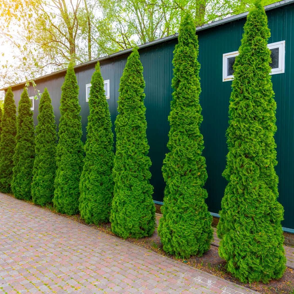 Thuja Occidentalis 'degroot's Spire' - View 32 from www redcrocus com