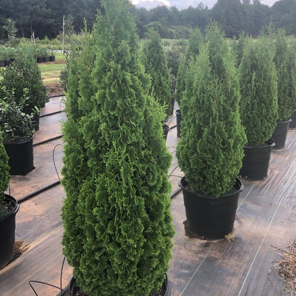 Thuja Occidentalis 'degroot's Spire' - View 34 from www redcrocus com