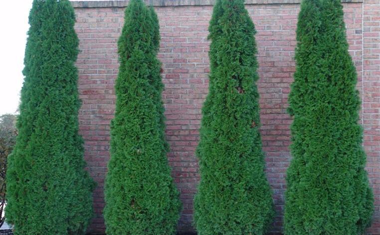 Thuja Occidentalis 'degroot's Spire' - View 35 from www redcrocus com