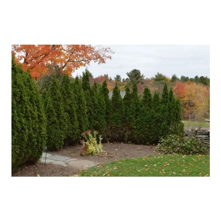 Thuja Occidentalis 'degroot's Spire' - View 36 from www redcrocus com