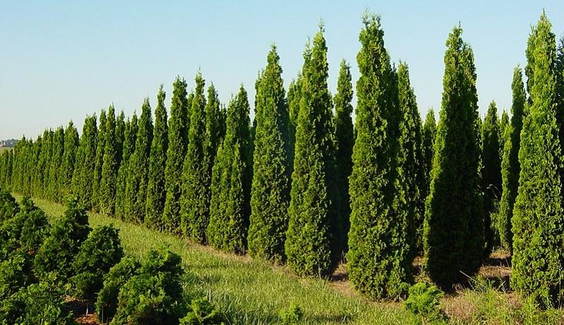 Thuja Occidentalis 'degroot's Spire' - View 37 from www redcrocus com