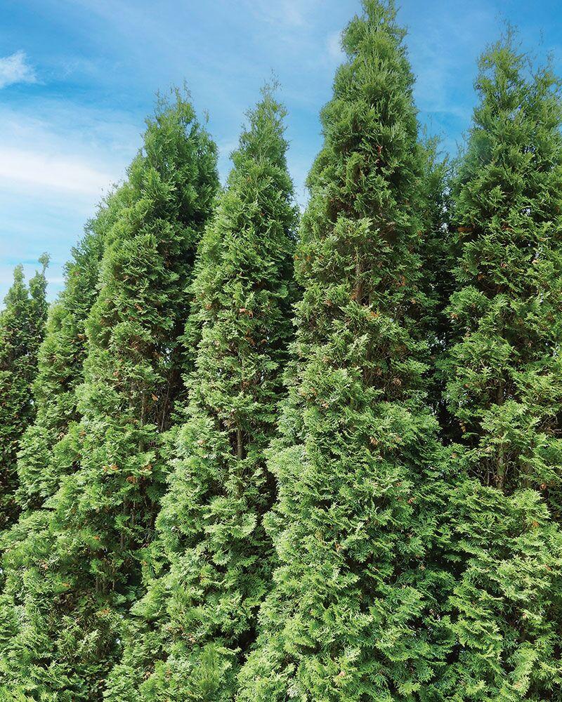 Thuja Occidentalis 'degroot's Spire' - View 3 from www redcrocus com
