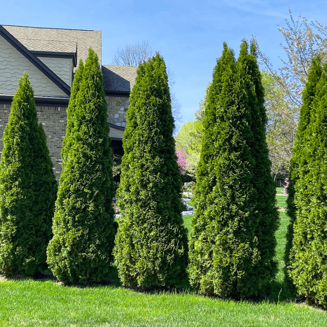 Thuja Occidentalis 'degroot's Spire' - View 6 from www redcrocus com