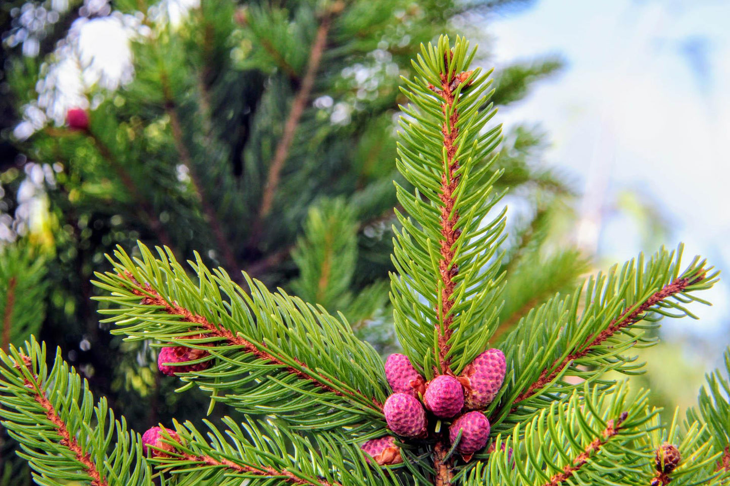 Picea Abies Cupressina - View 10 from www redcrocus com