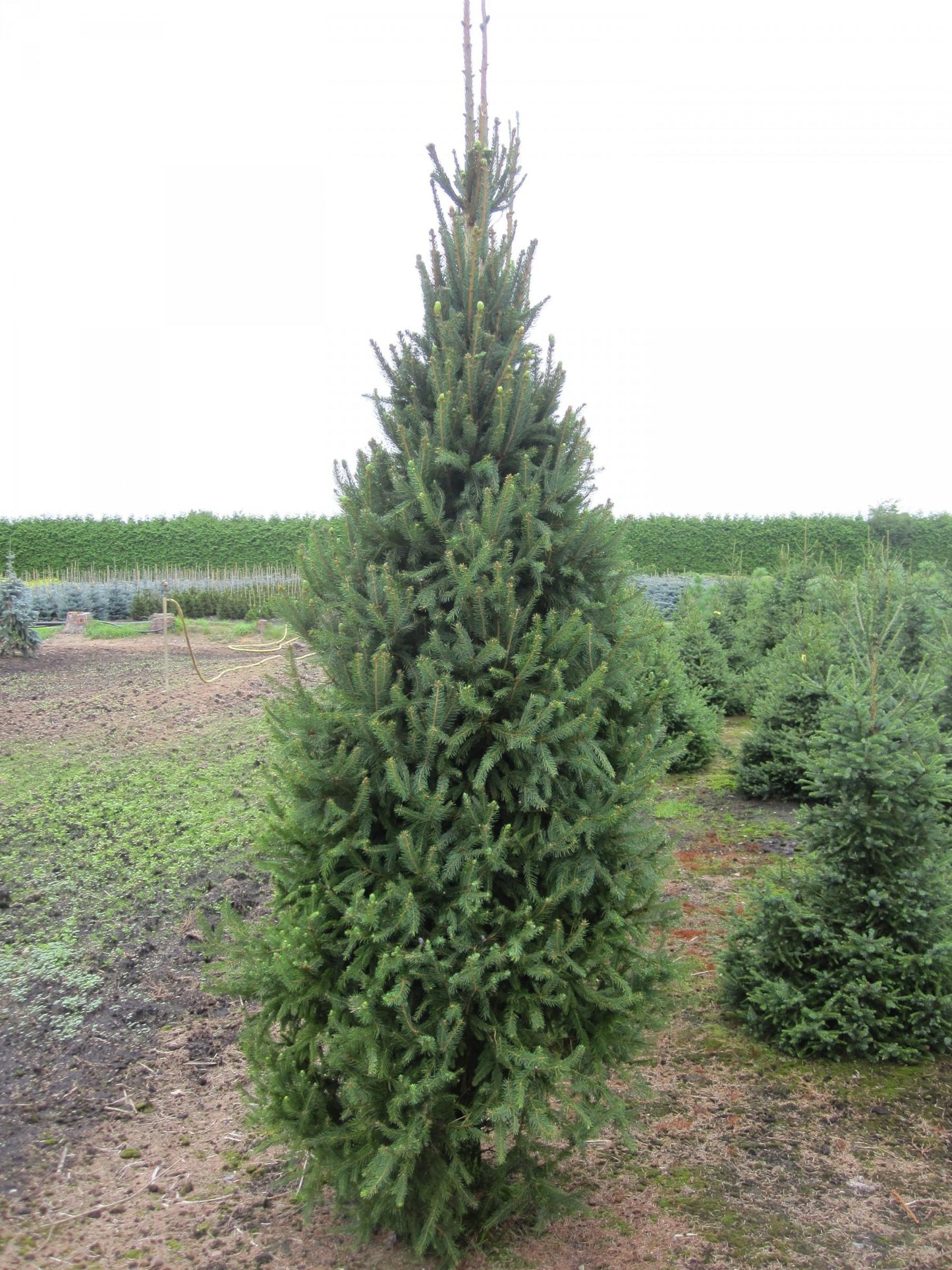 Picea Abies Cupressina - View 12 from www redcrocus com