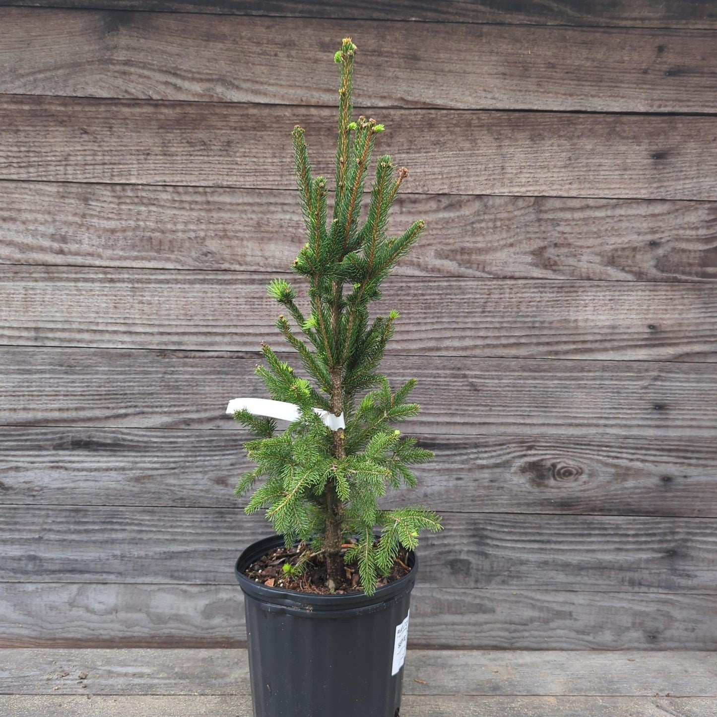 Picea Abies Cupressina - View 13 from www redcrocus com