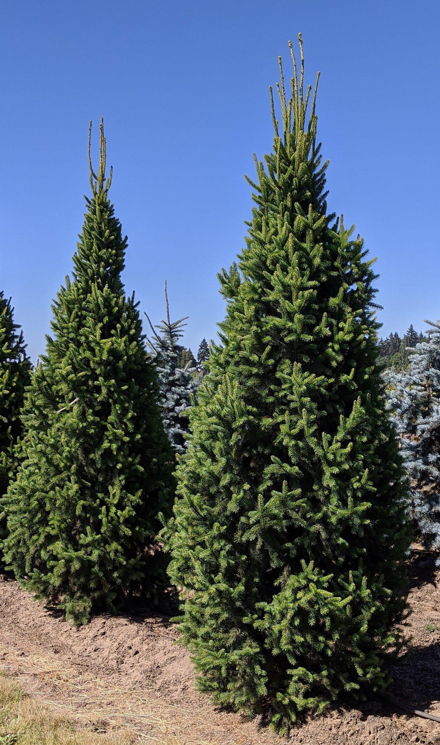 Picea Abies Cupressina - View 16 from www redcrocus com