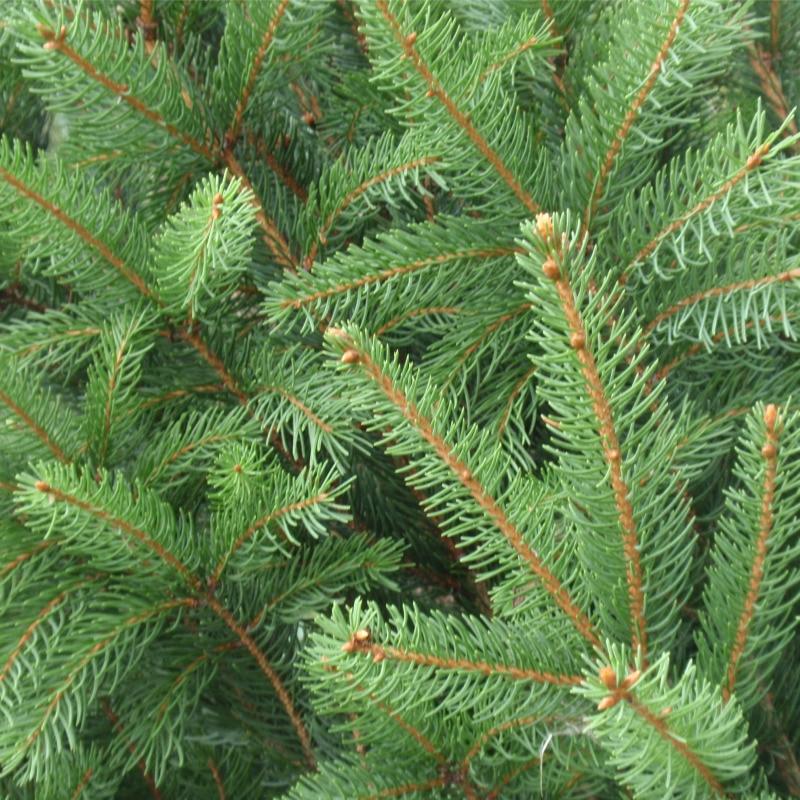 Picea Abies Cupressina - View 19 from www redcrocus com