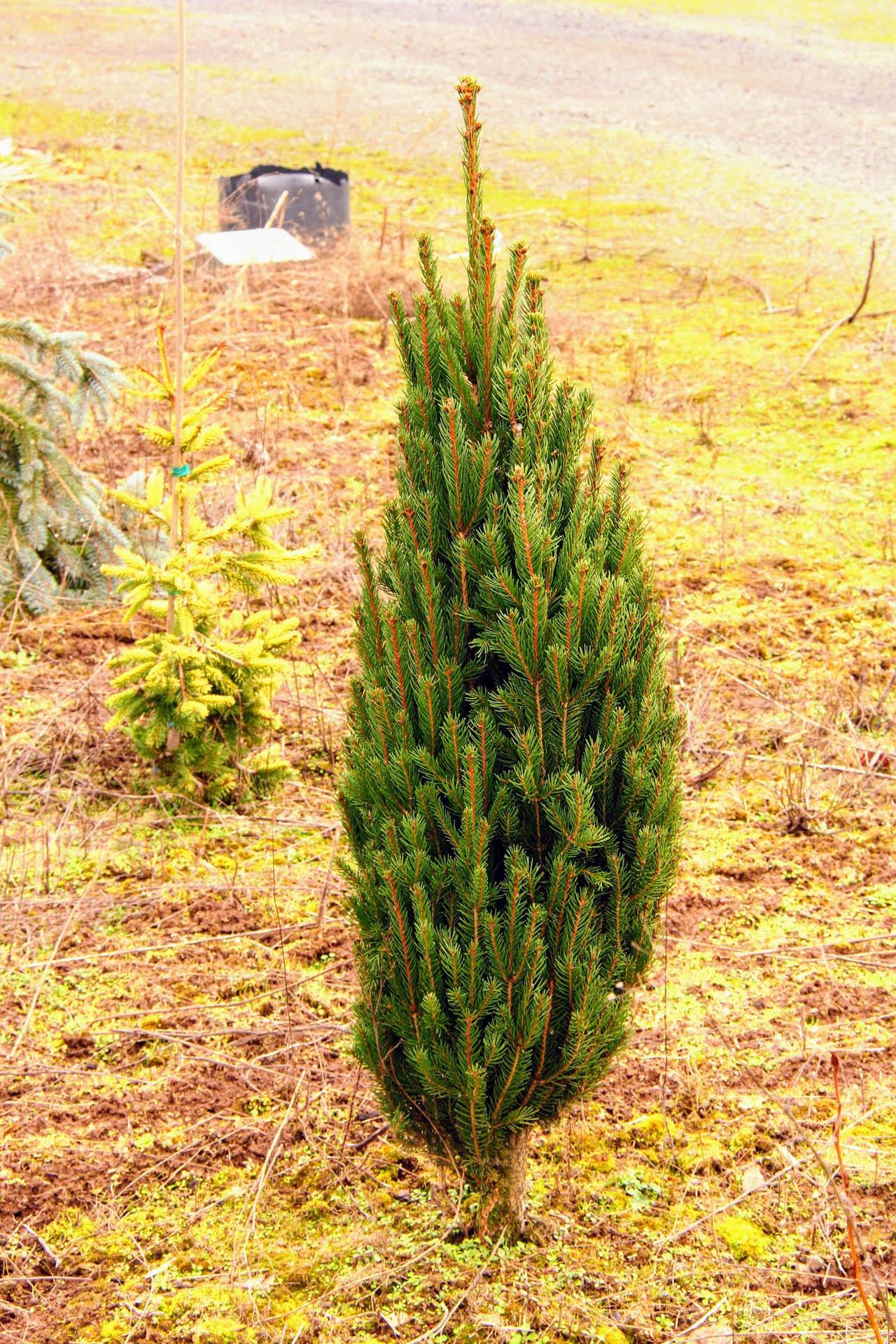 Picea Abies Cupressina - View 6 from www redcrocus com