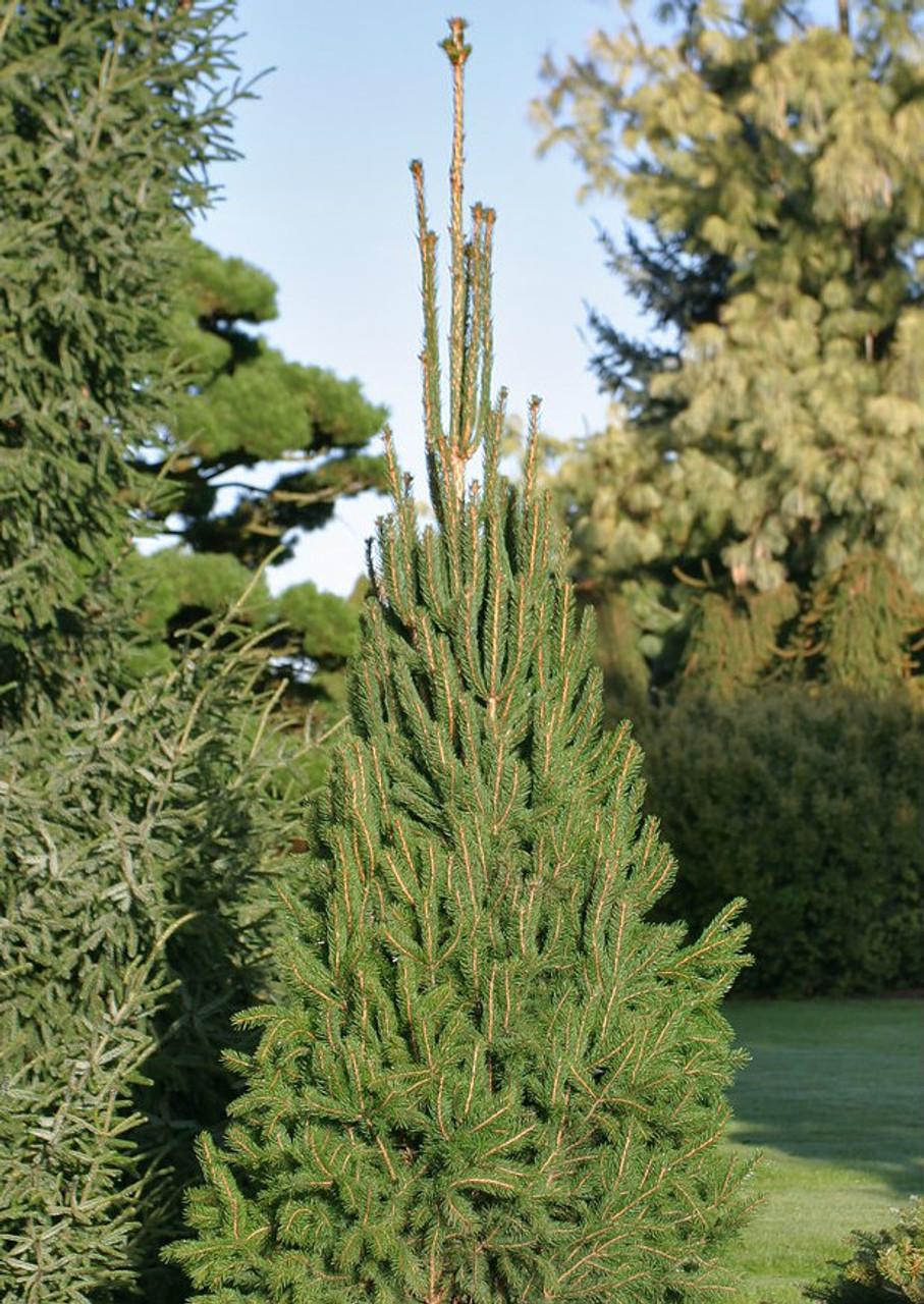 Picea Abies Cupressina - View 7 from www redcrocus com