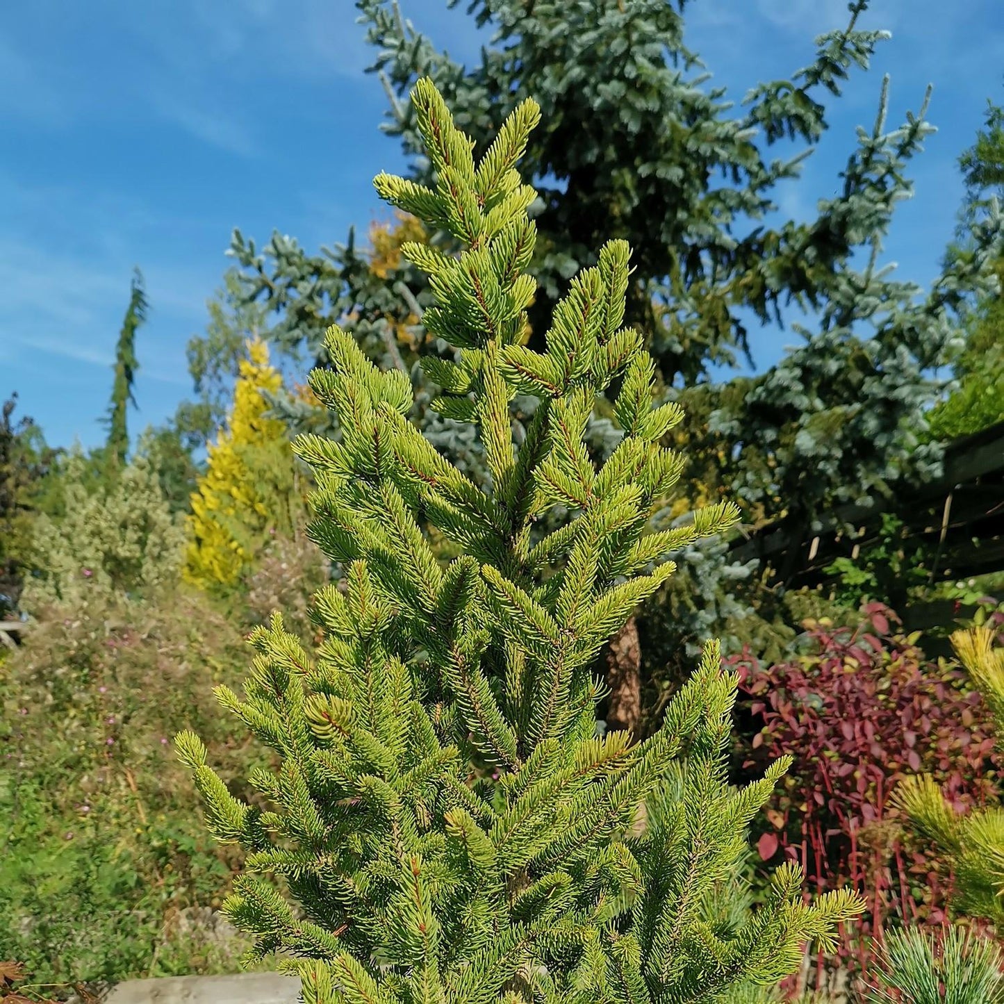 Picea Abies Cupressina - View 8 from www redcrocus com